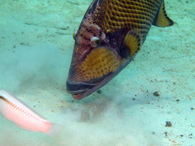 House Reef, Titan Trigger Fish